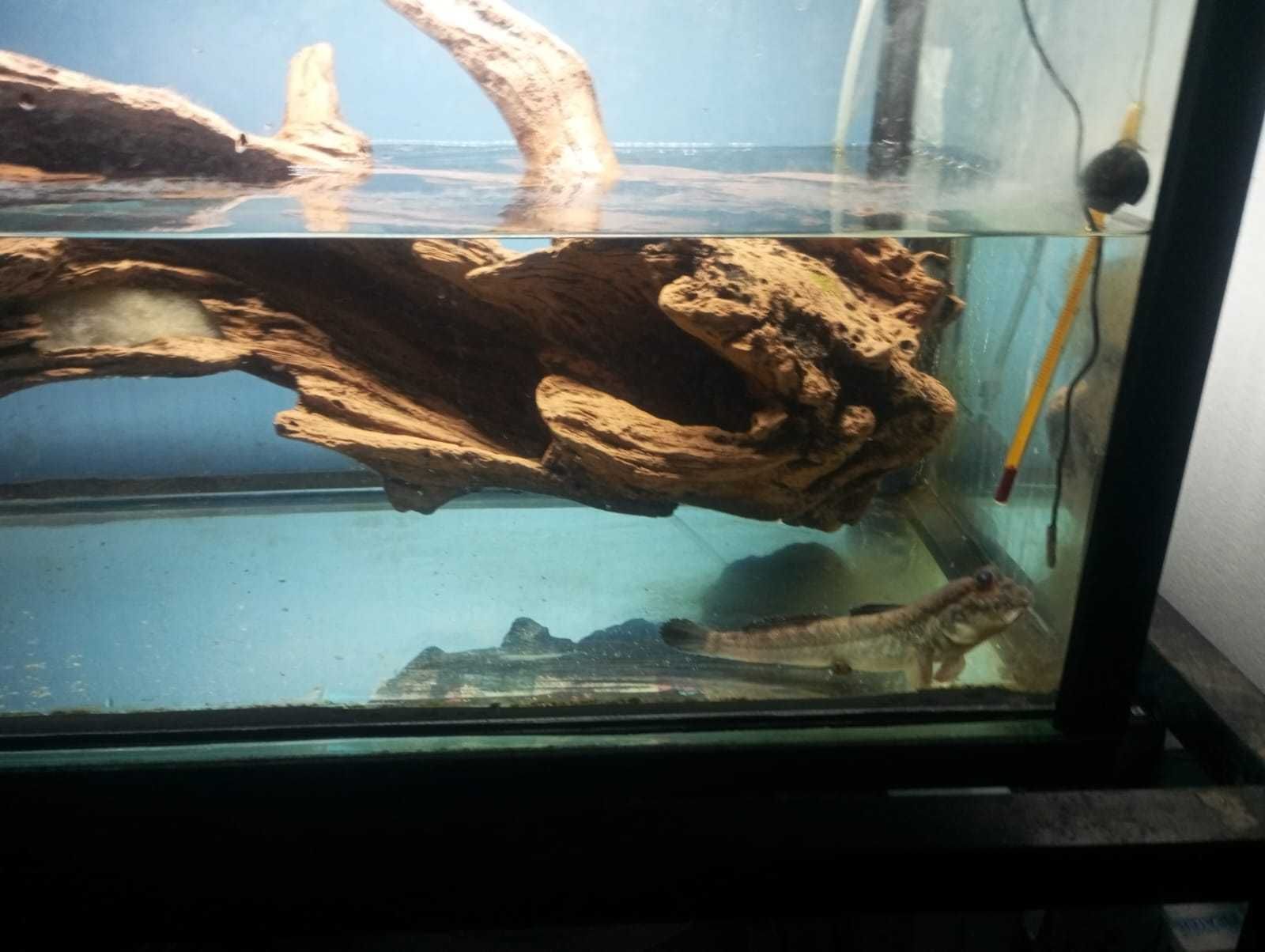 Mudskipper adulto