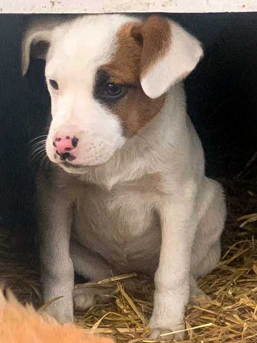 Собачка в добрі руки