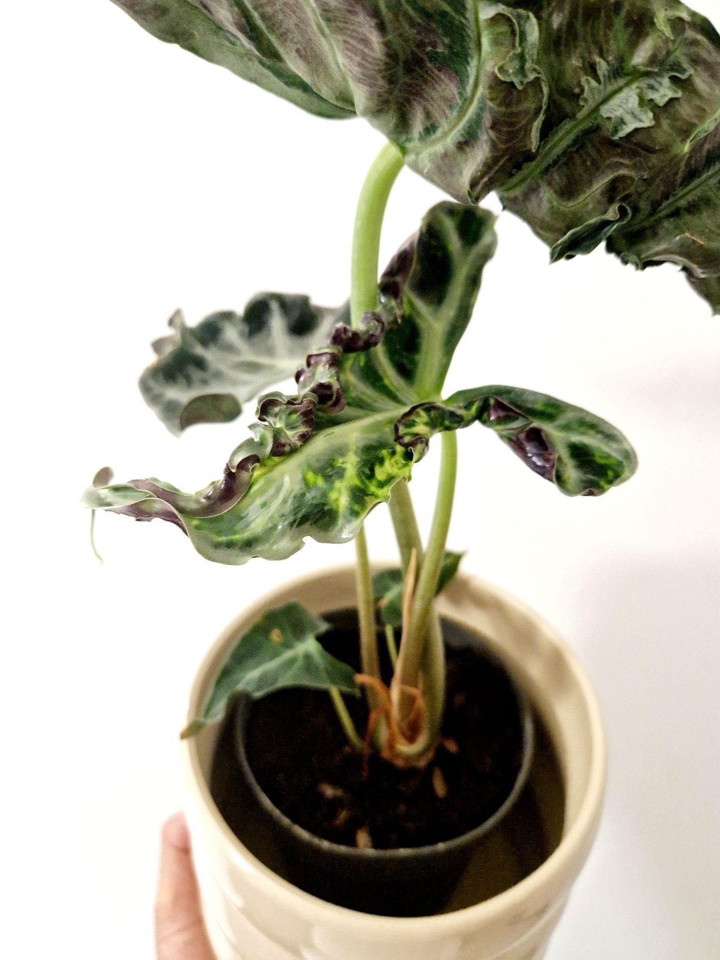Alocasia Loco rara