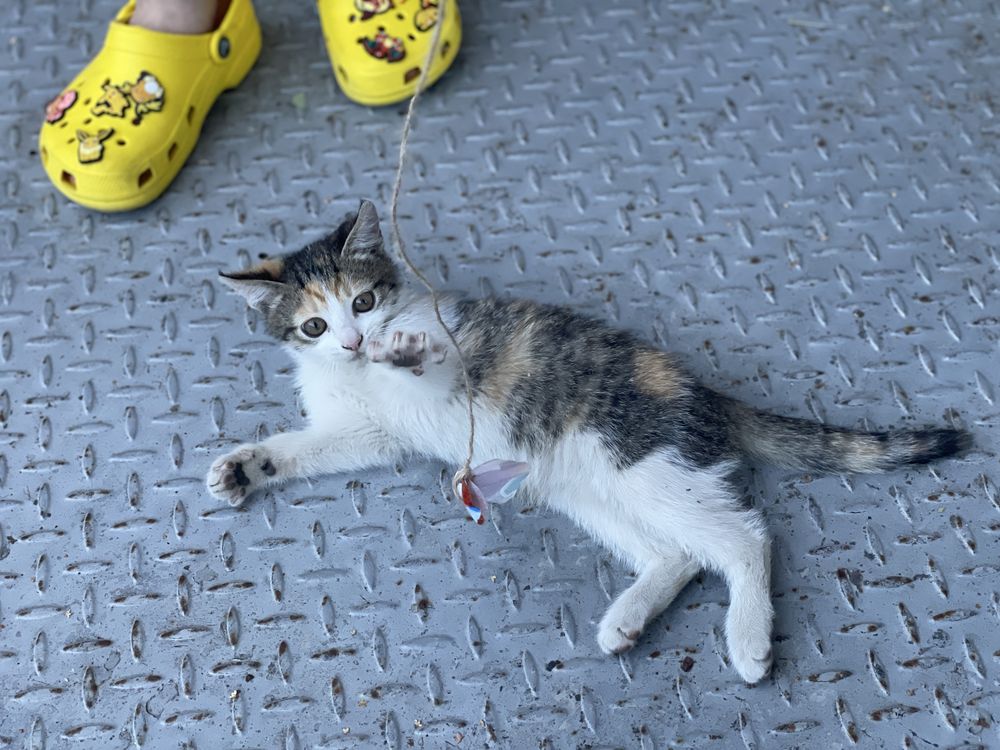 Кошенята шукають сімʼю / віддам