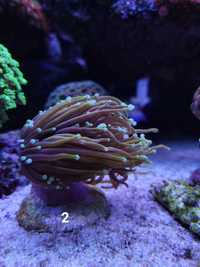 Euphyllia glabrescens Dragon Soul koralowce morskie