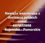 Nawiąże współprace z dostawca cieląt PL strefa czysta/biała !