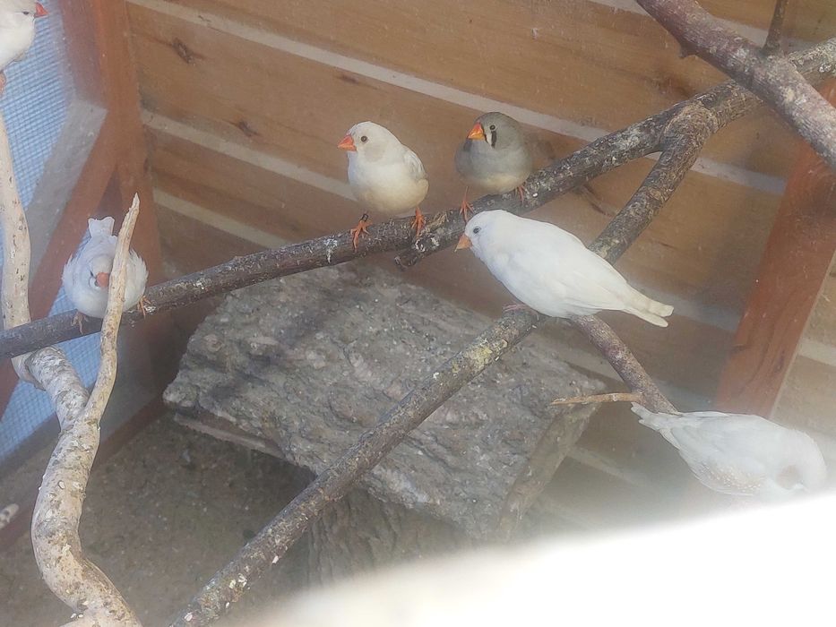 Zeberki rożne kolory