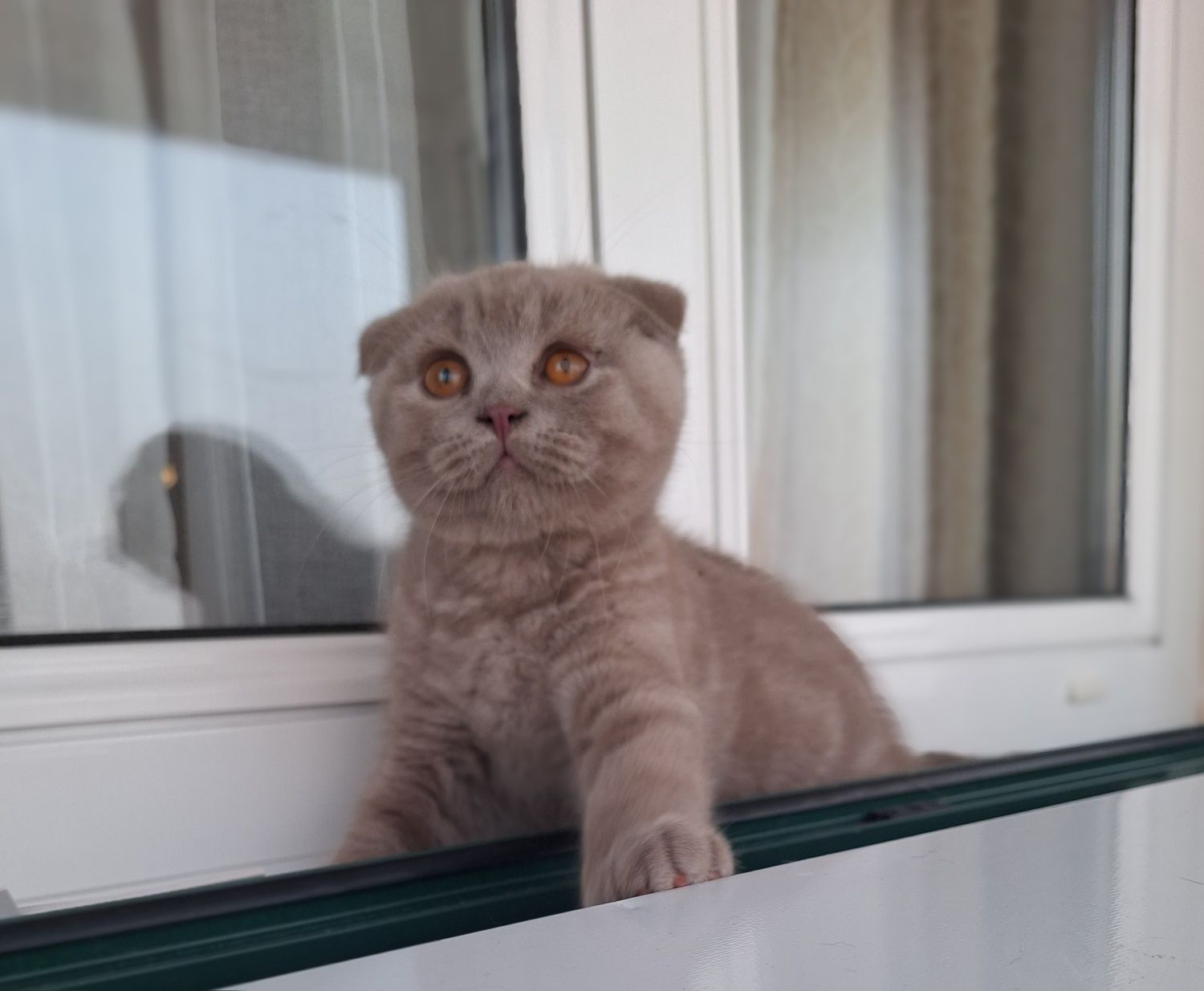 Scottish fold macho lilás