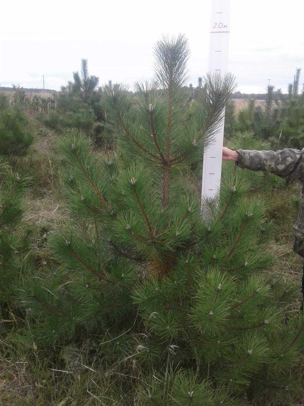 Продам кримську сосну