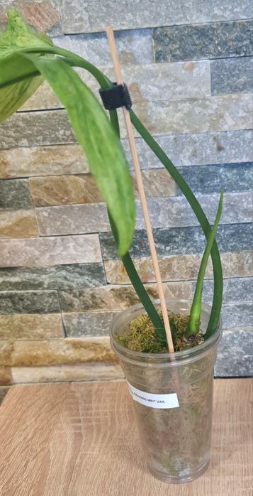 Philodendron Palaroense Mint,var.Rzadkość