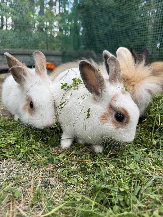 Młode króliki :)