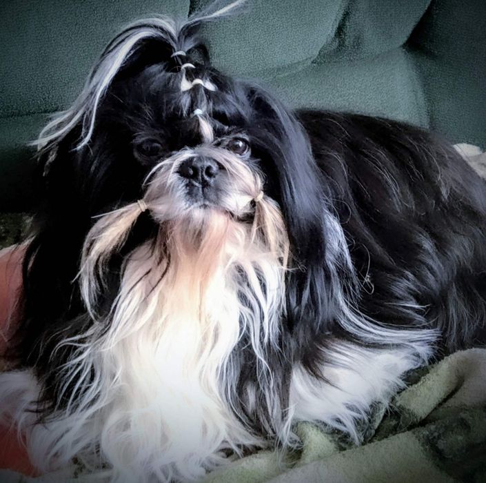 В'язка ши тцу молодий кобель