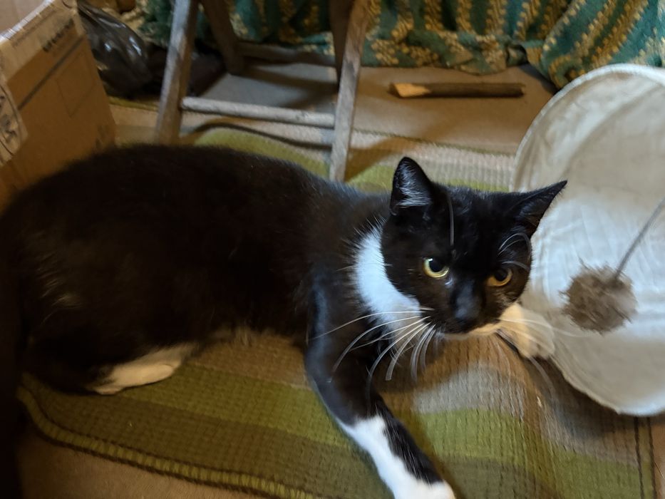 Kotka do adopcji - Dianusia szuka domu