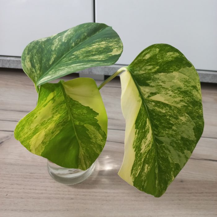 Monstera Marmorata Aurea Yellow szczyt