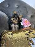 Yorkshire terrier sunia