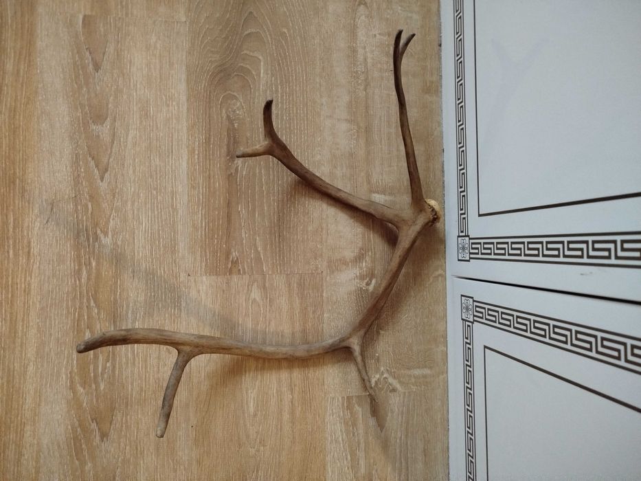 Продам роги та медальон під них