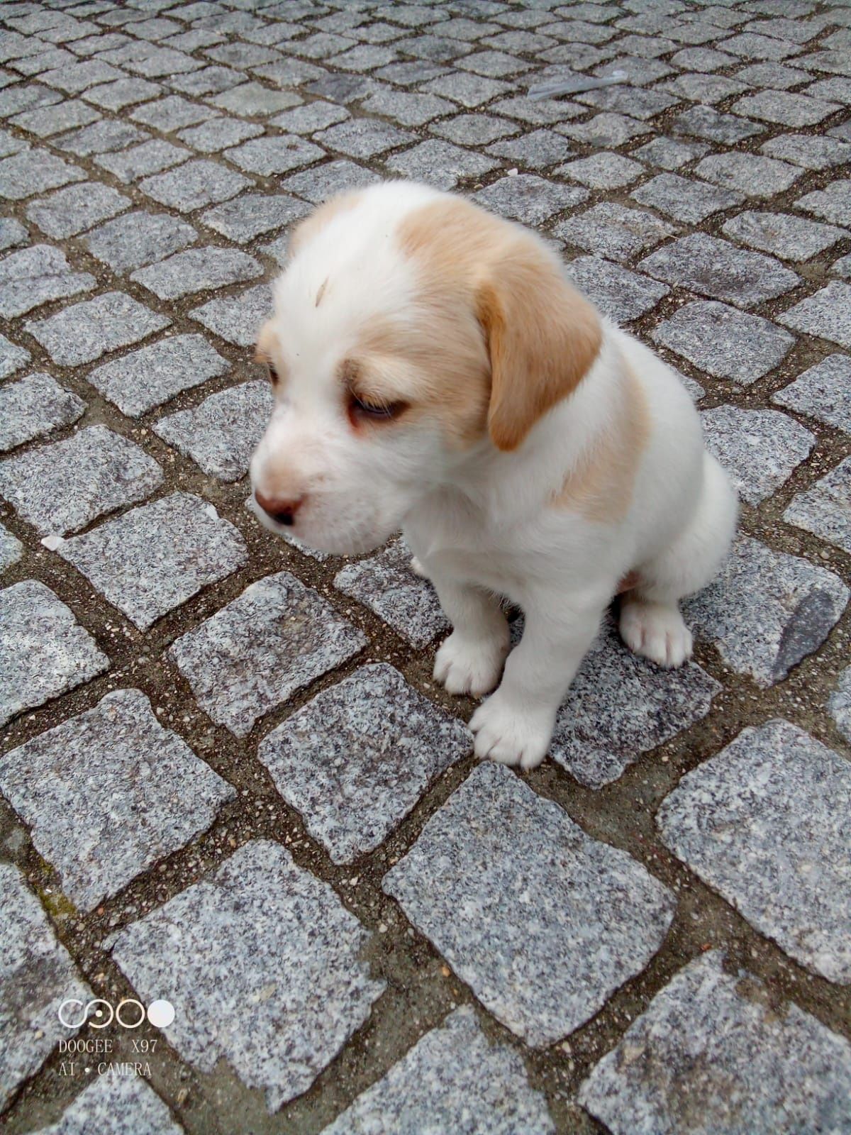 Cadela setter inglês