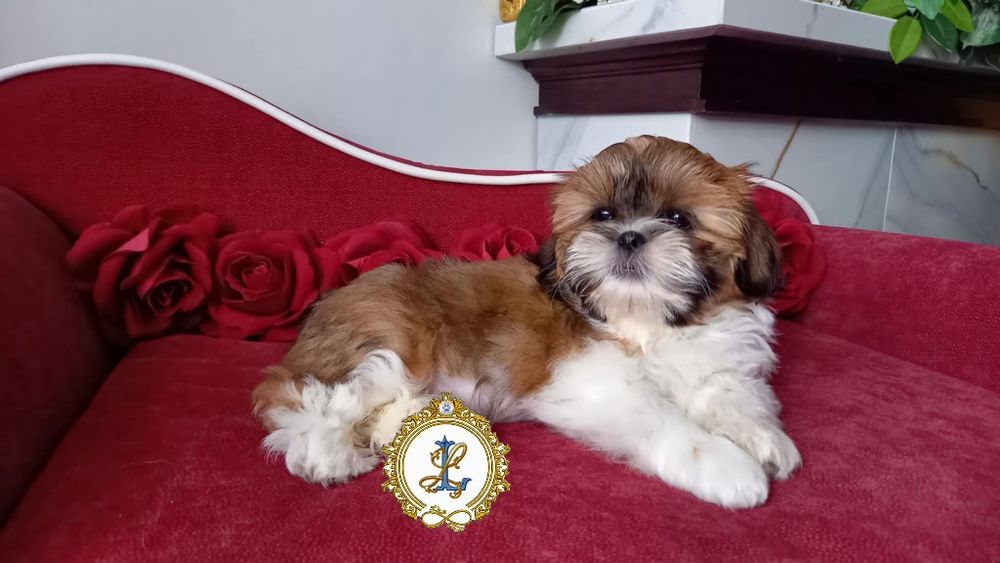 Shih Tzu rodowodowa suczka!!!