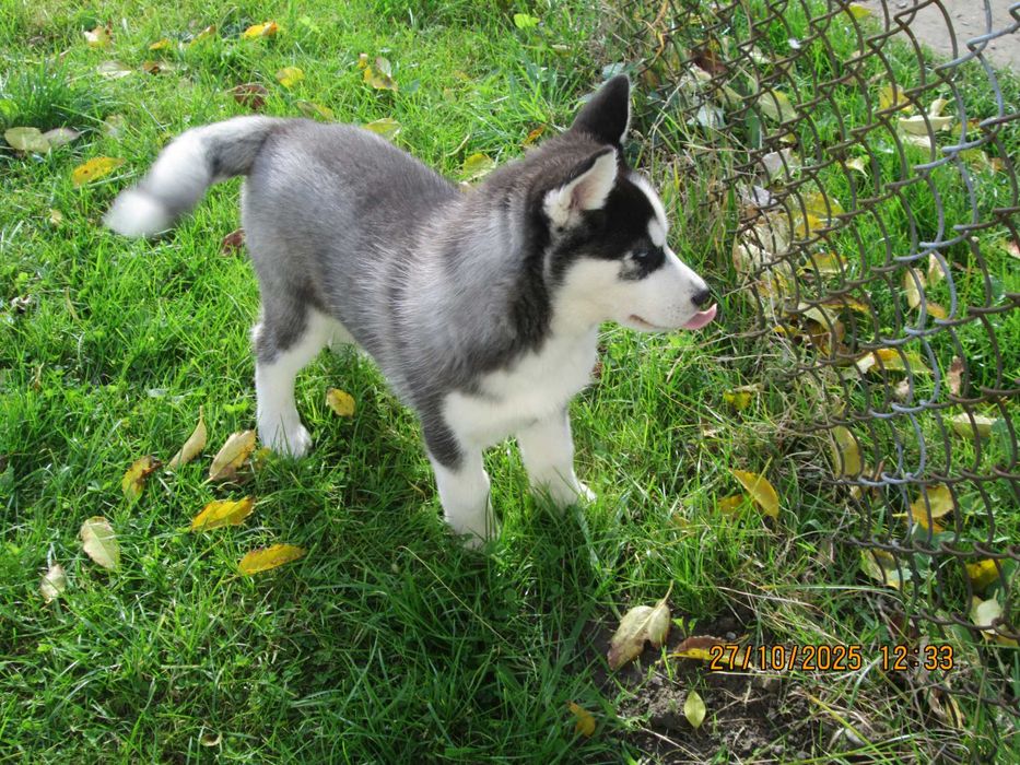 Sprzedam szczeniaka husky