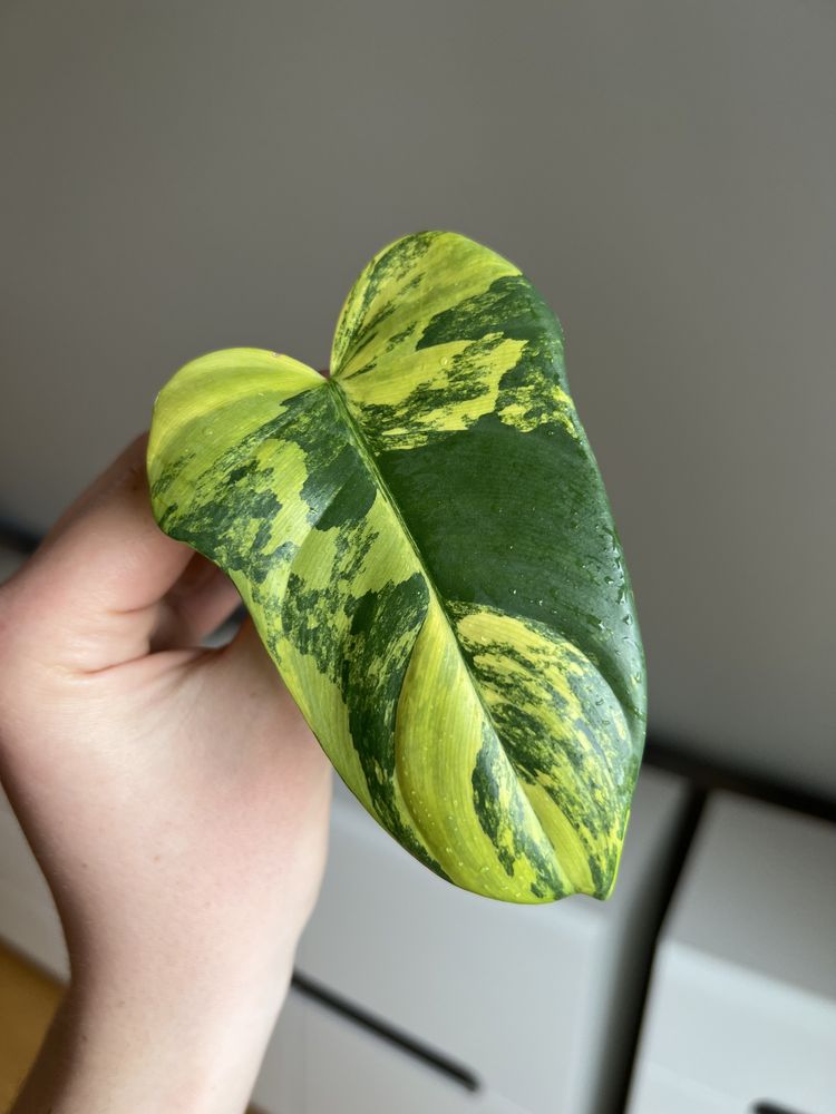 Philodendron Bipennifolium Variegata