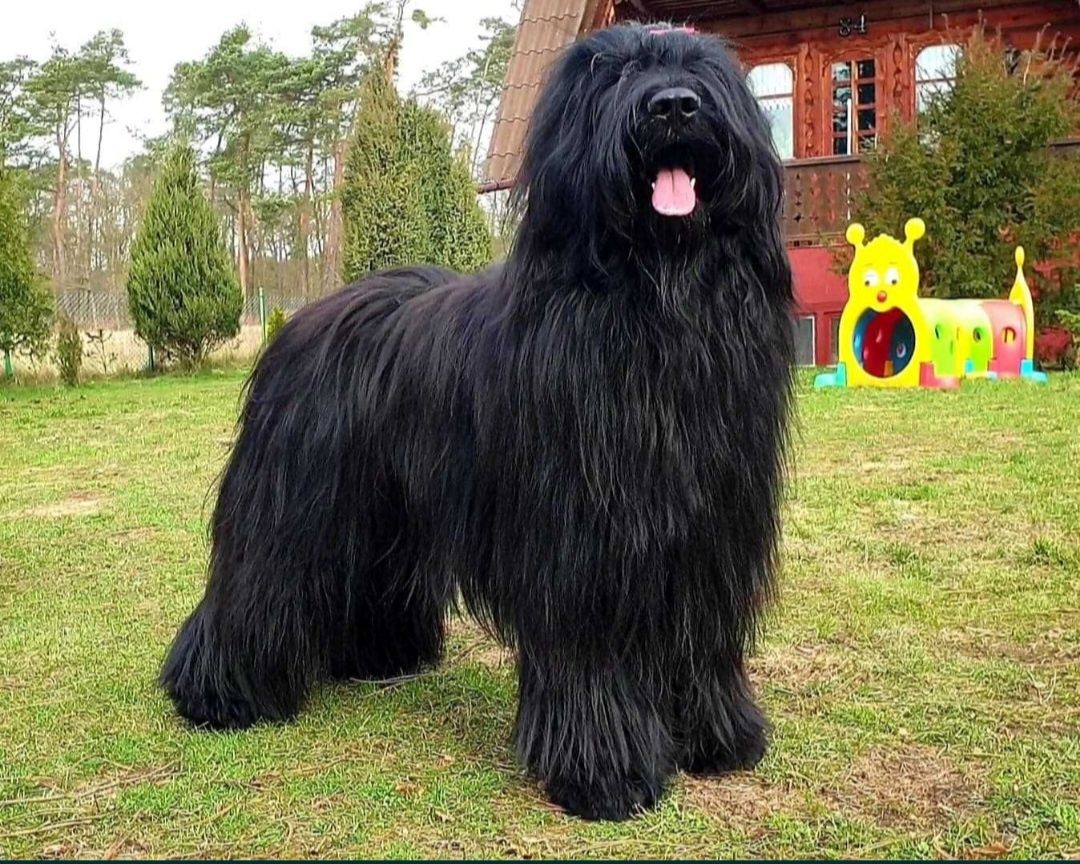 Owczarek francuski briard rezerwacje 2025/2026