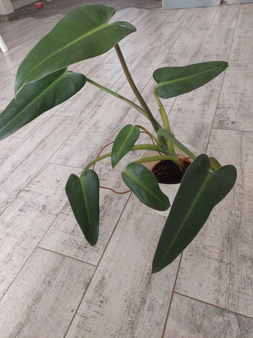 Philodendron w doniczce