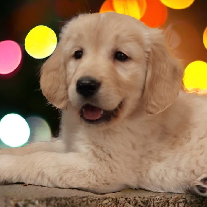 Szczeniak Golden Retriever i biszkoptowy