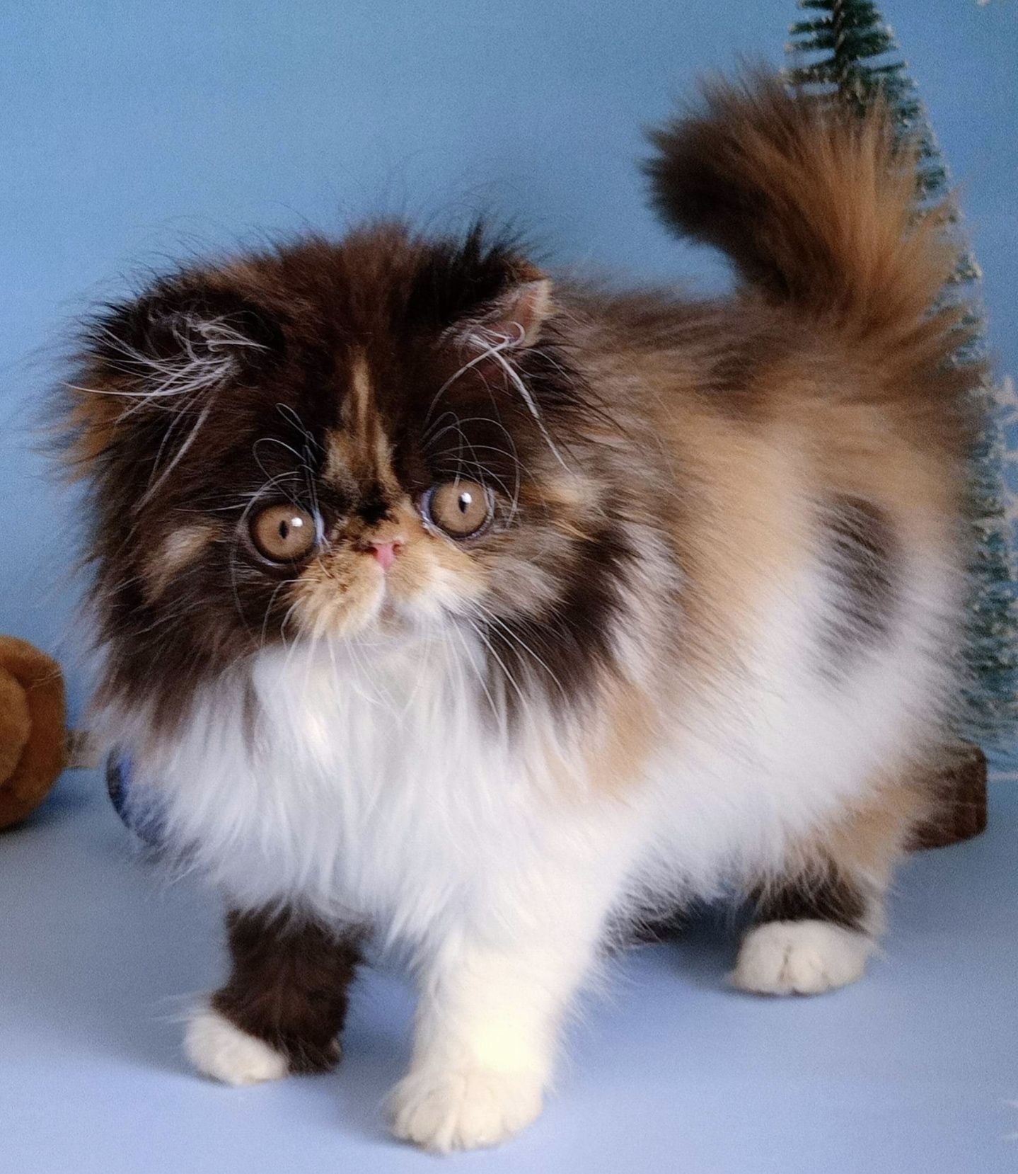 Продам персидського котенка питомник