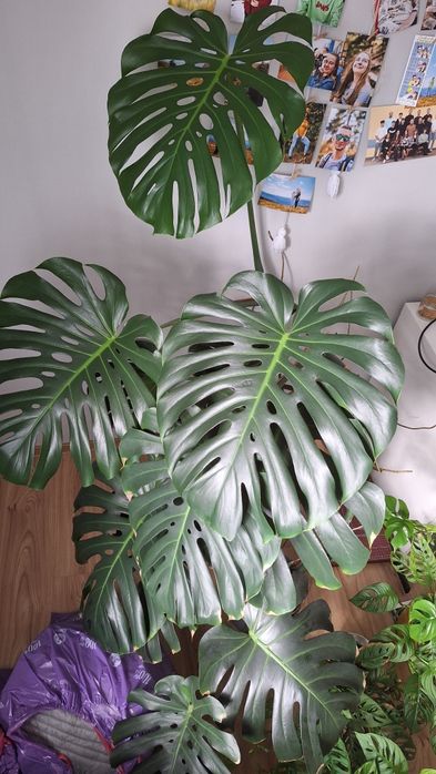 Monstera deliciosa dziurawa 14 dużych liści