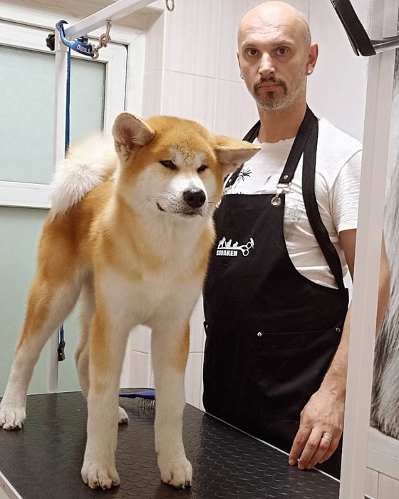 Стрижка собак и кошек