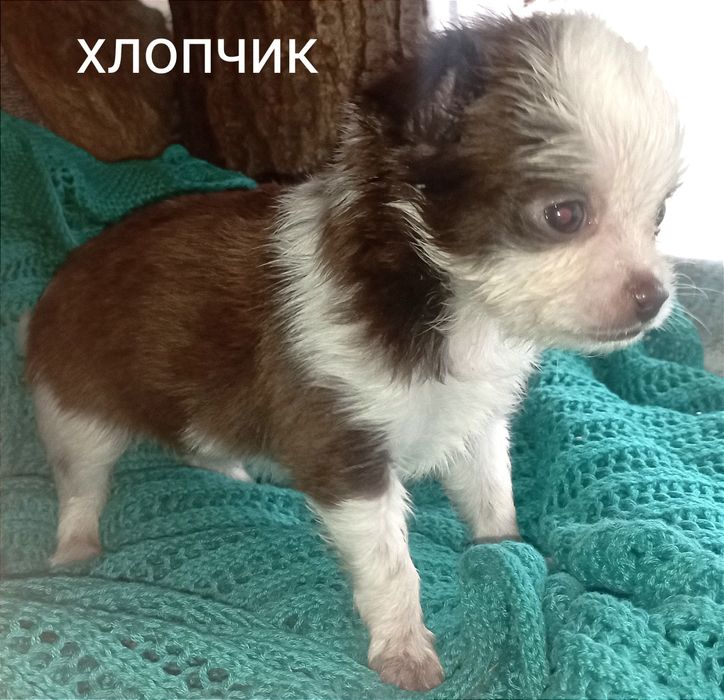 Собака мілкої породи