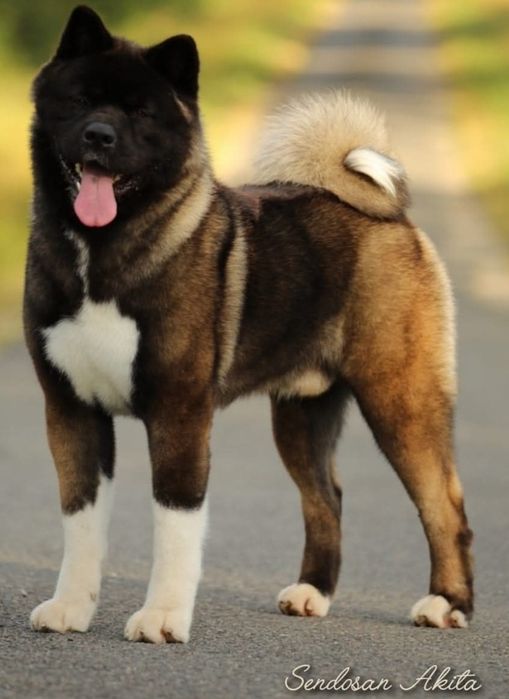 Akita Amerykańska  Himeko Hirrani  FCI