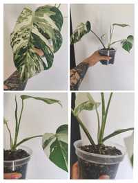 Monstera variegata