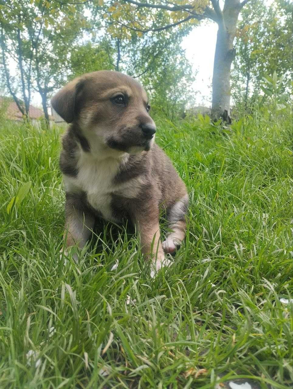 Віддам в добрі руки цуценят