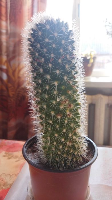 Кактус цвіте рожевими квітами