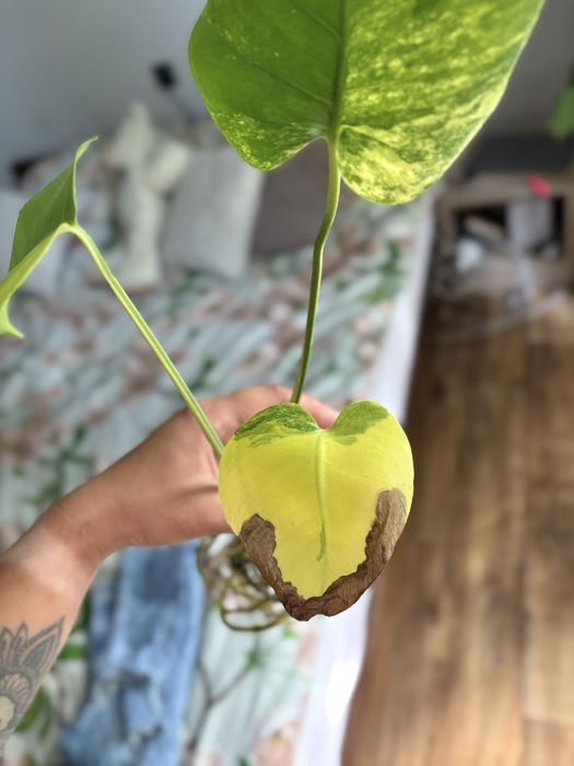 Monstera NOID (Yellow Marilyn/Lemon Lime)