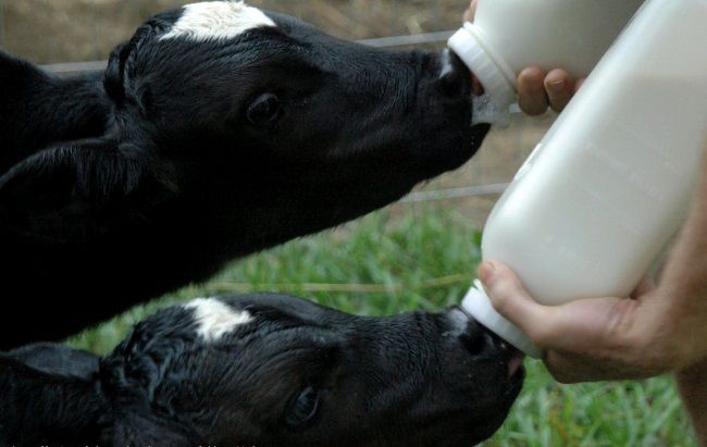 Сухе молоко від виробника для тварин телят поросят козлят