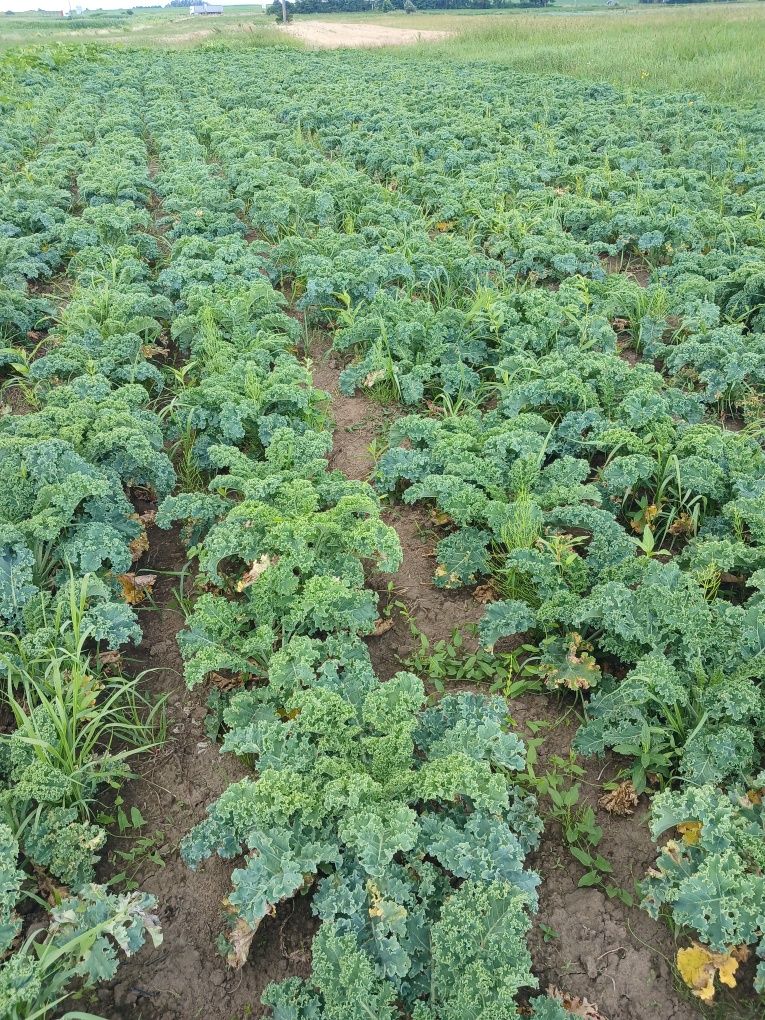 Капуста Кале,Кейл(Kale)