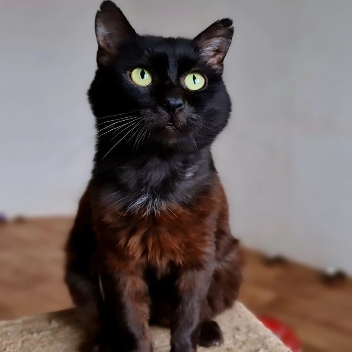 Котик шукає дім  (безкоштовно)