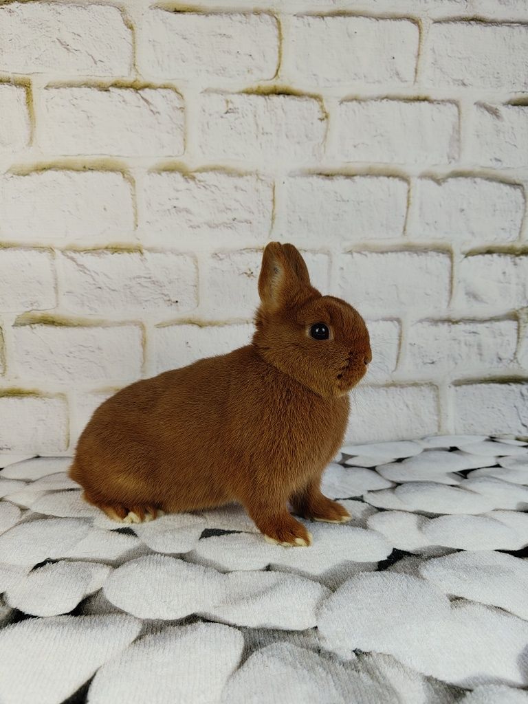 Króliczek Karzełek, Miniaturka, króliczek domowy, różne odmiany barwne