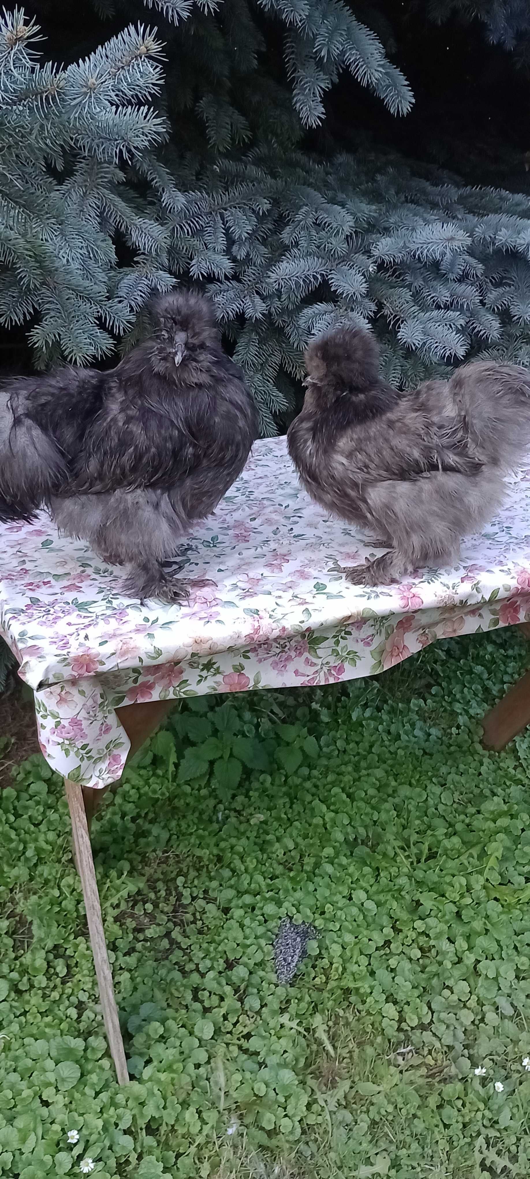 Silka silki kura jedwabista