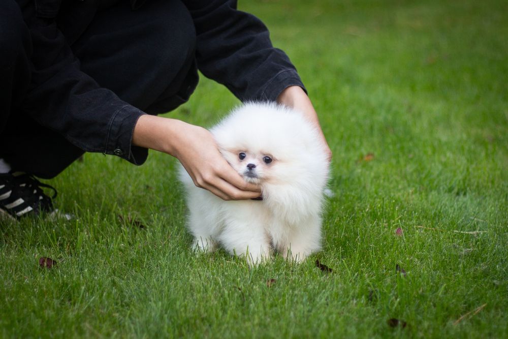 Pomeranian suczka biala FCI