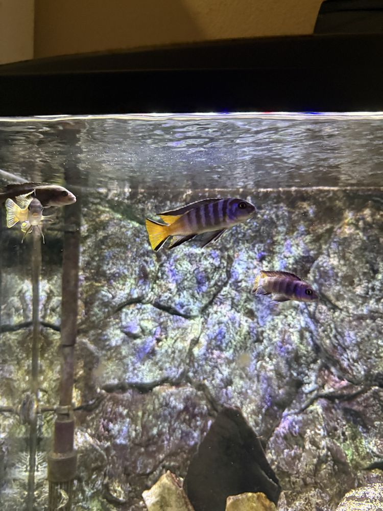 Pseudotropheus sp. "elongatus mpanga