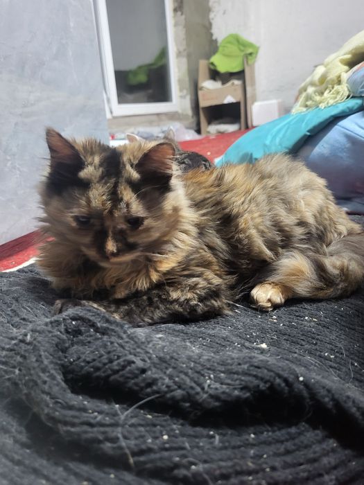 Неперевершена Аврора шукає добрі руки