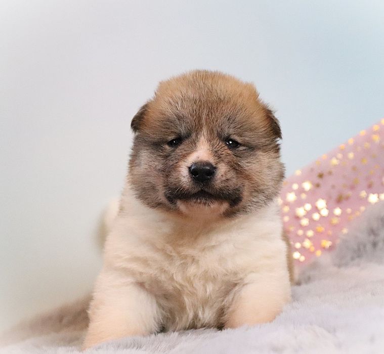 Akita Amerykańska samiec