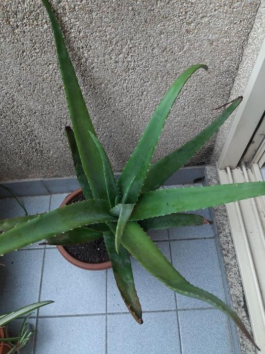 aloé vera plantas grandes em vasos/folhas de aloé