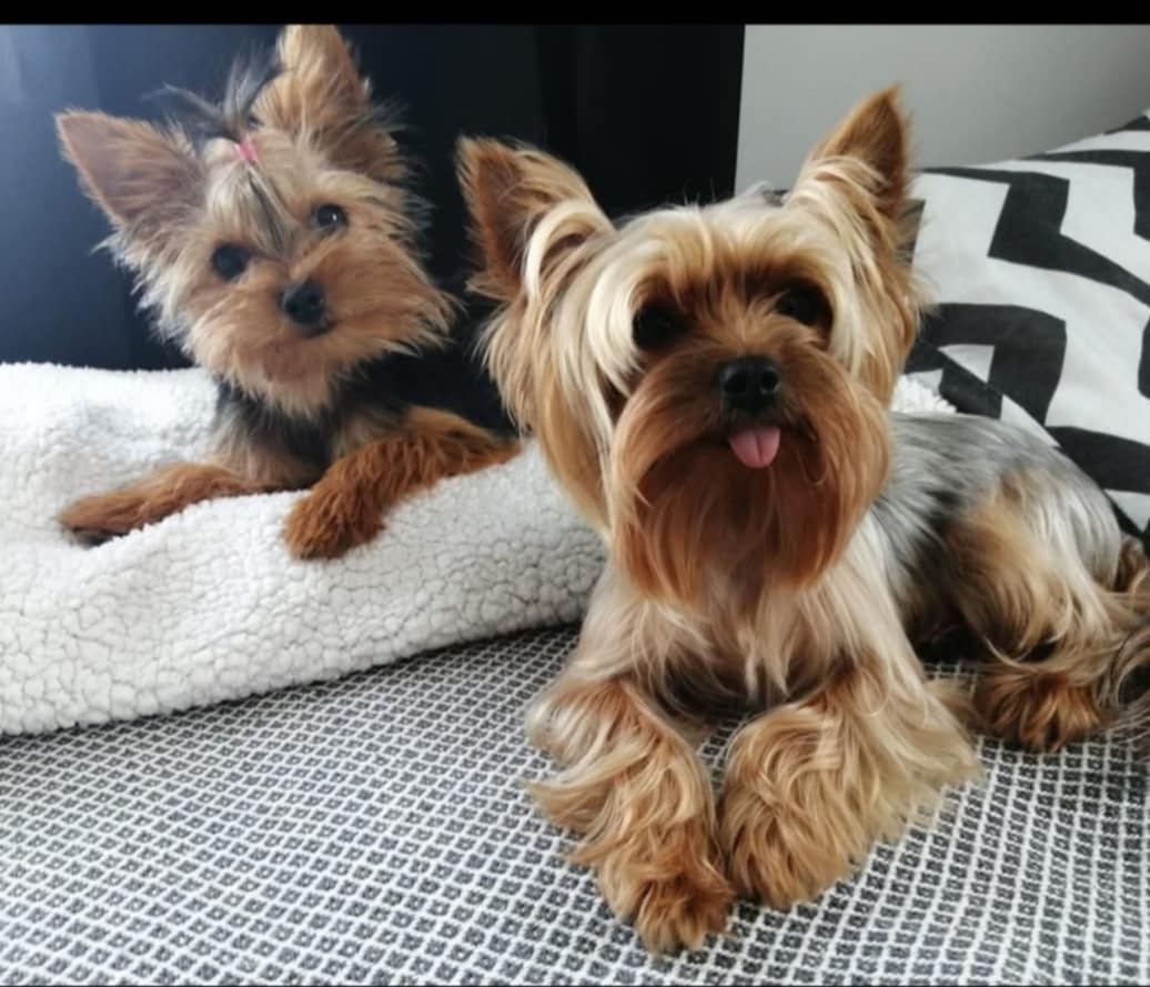 Yorkshire Terrier z rodowodem