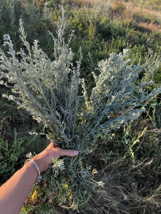 Банні віники з дуба, полині, м'яти, деревій, звіробій, евкаліпта