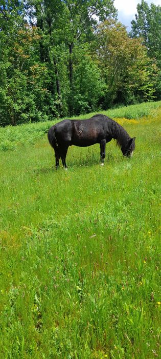 Animais cruzado portugues