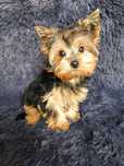 Suczka -Yorkshire terrier