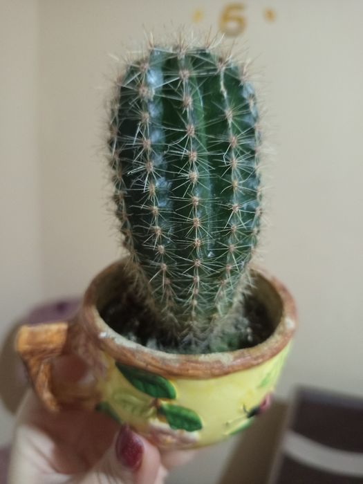 Кактус колючий !