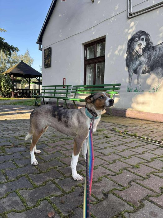 Żywiołowa Goja o umaszczeniu merle