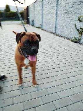 Diego - super pies w typie boksera do adopcji
