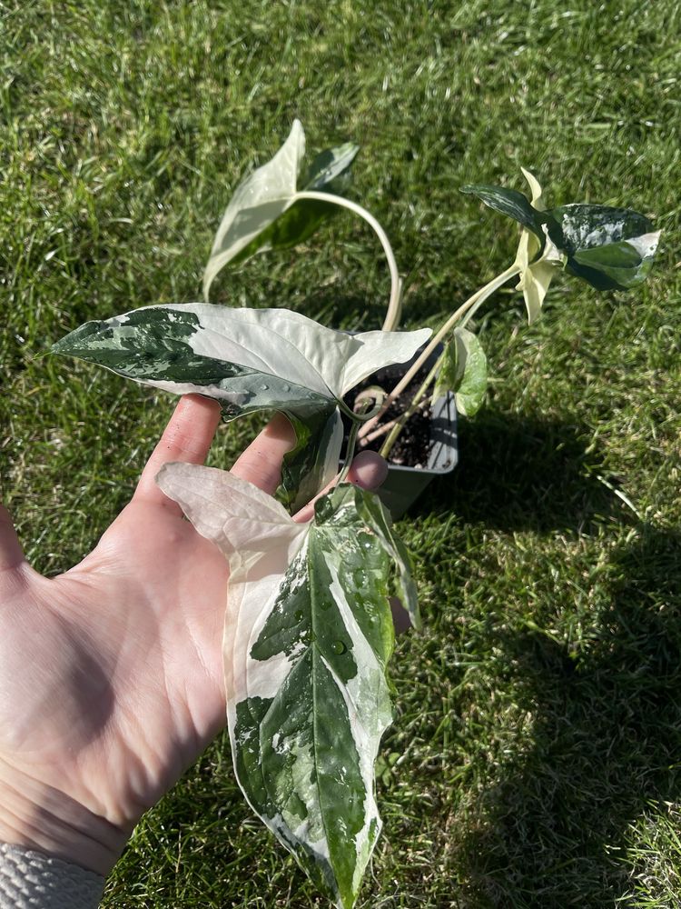 Syngonium variegata/ emerald gem